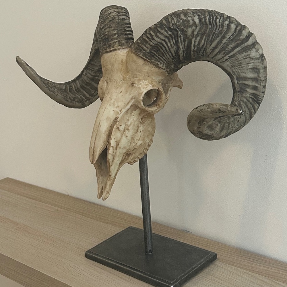 Bighorn Sheep Resin Replica with naturally shed Antlers